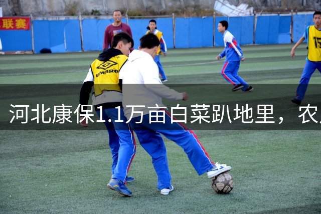河北康保1.1万亩白菜趴地里，农户：谈定金时消息曝光，商贩转身全走了；政府人员：“甲醛白菜”系外地采购商所为，与本地菜农无关